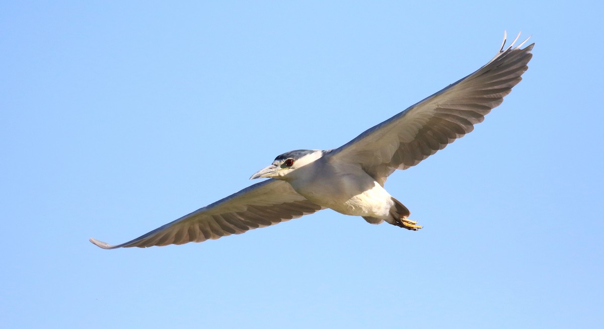 Black-crowned Night Heron - ML644899948