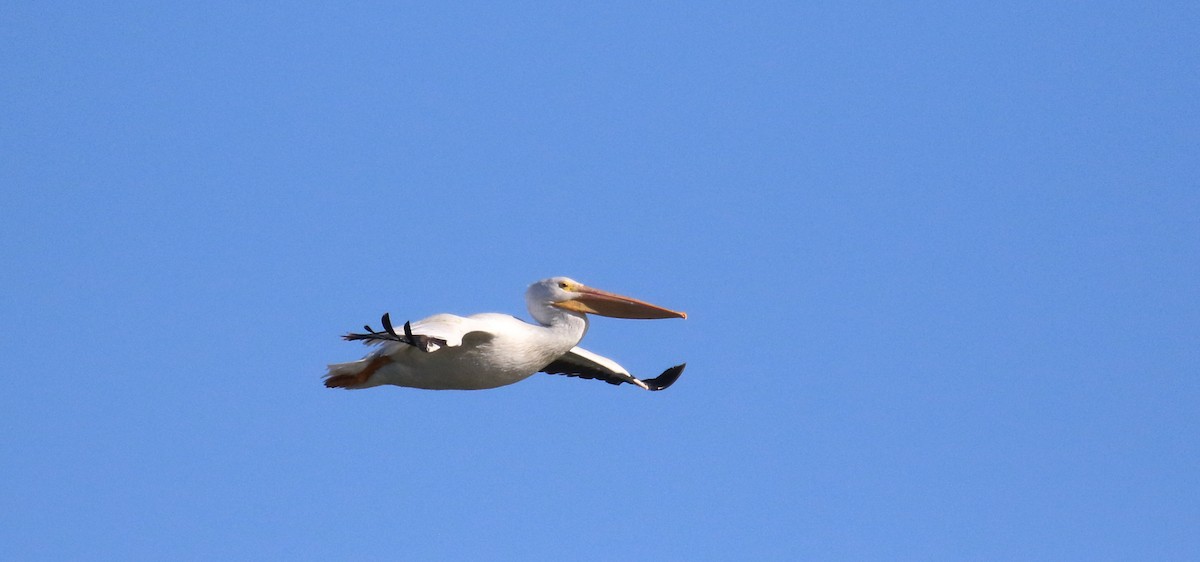 American White Pelican - ML644899953