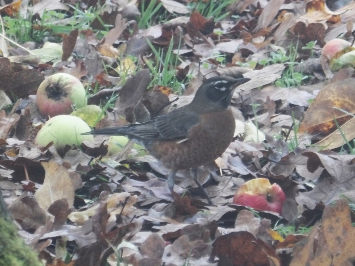 コマツグミ - ML644899954