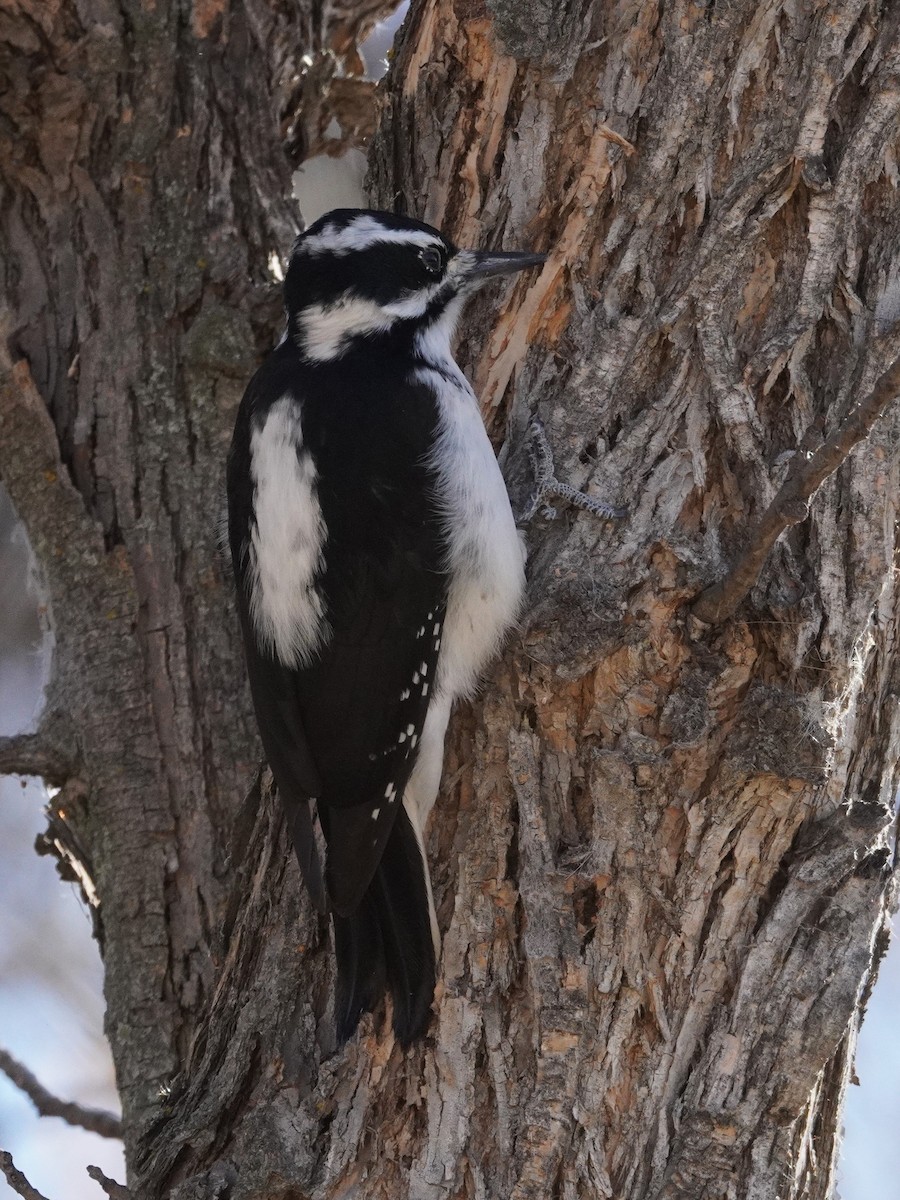 Pic chevelu - ML644899963