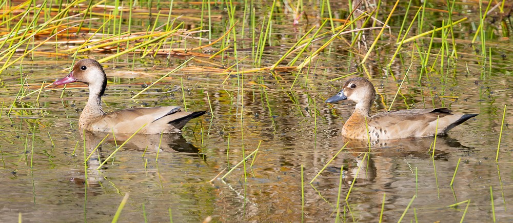 Brazilian Teal - ML644899970