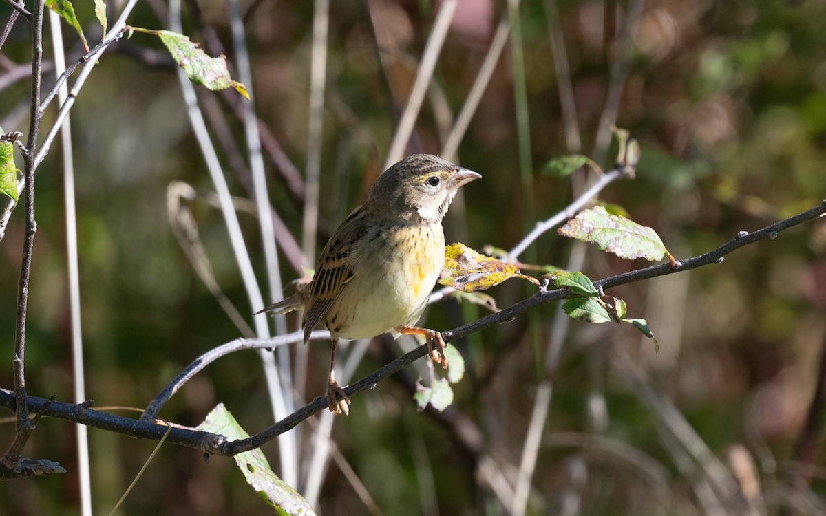 Dickcissel - ML644899973