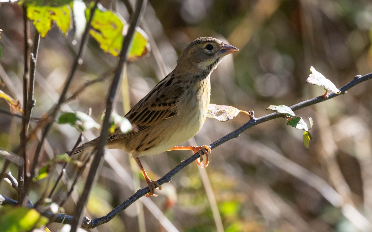 Dickcissel - ML644899974