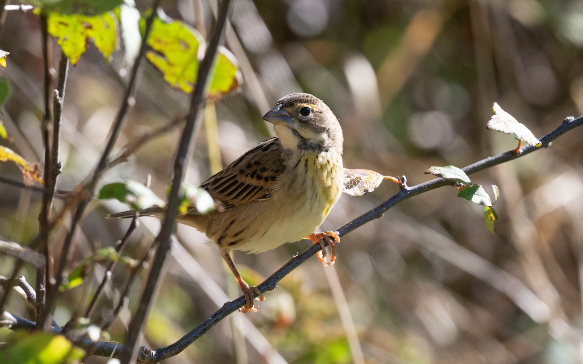Dickcissel - ML644899976