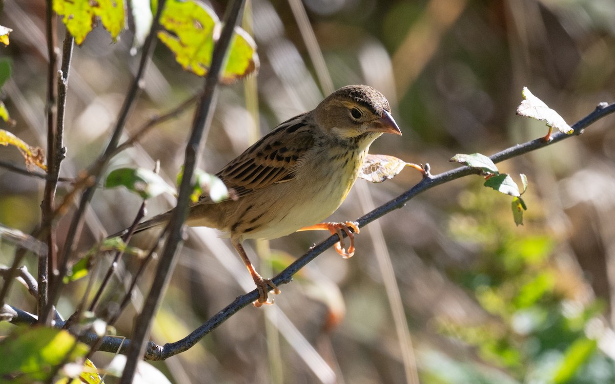 Dickcissel - ML644899977