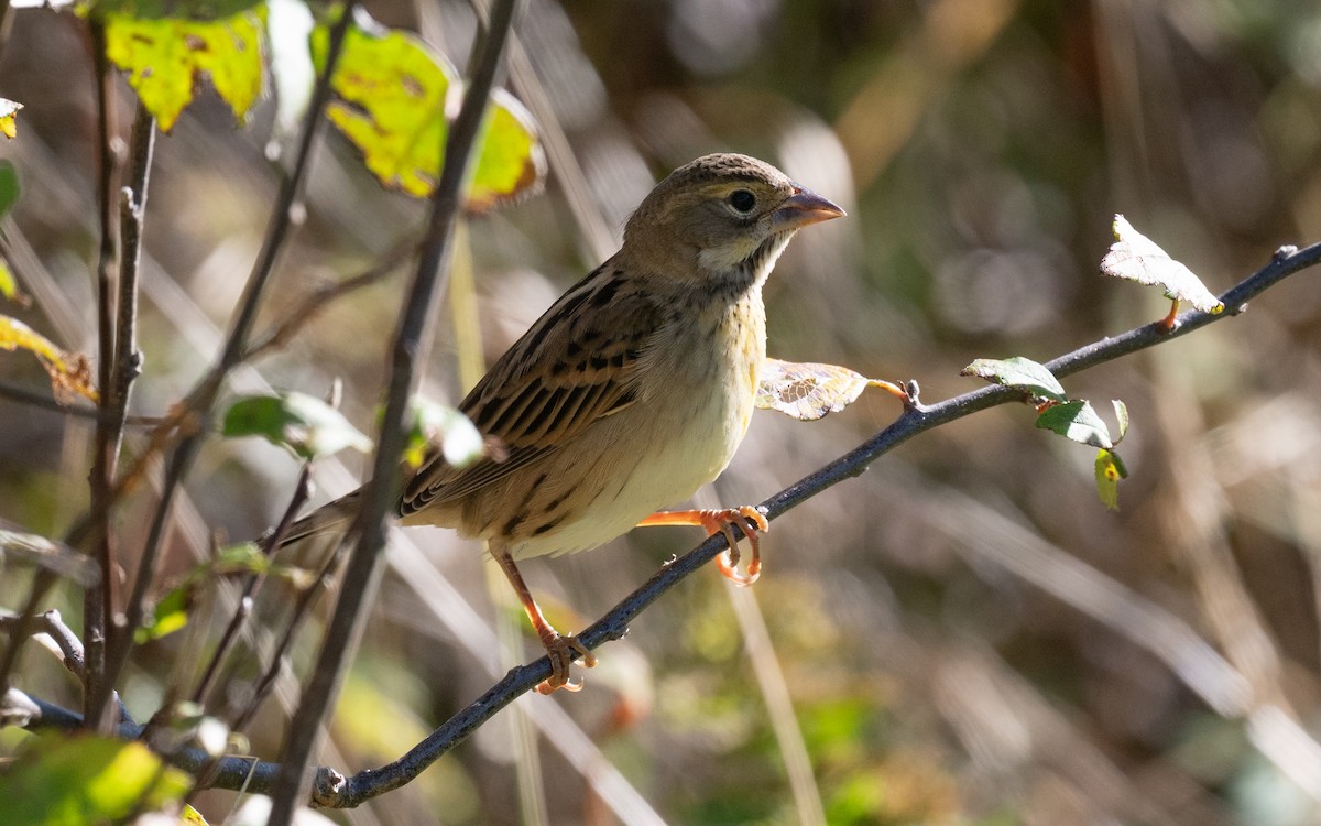 Dickcissel - ML644899978