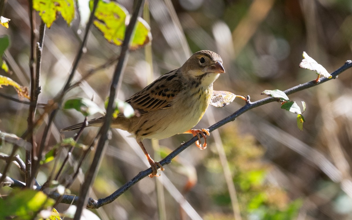 Dickcissel - ML644899979