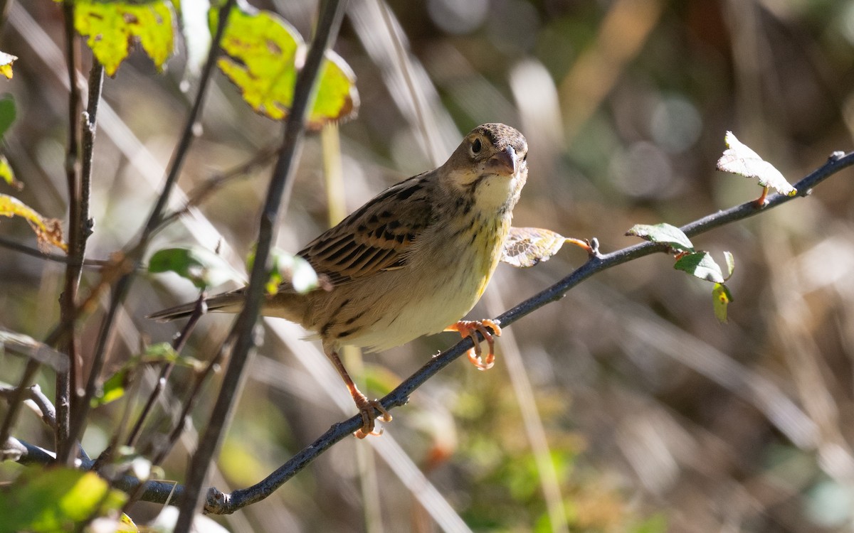 Dickcissel - ML644899980