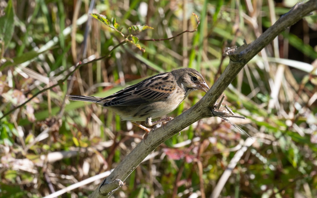 Dickcissel - ML644899981
