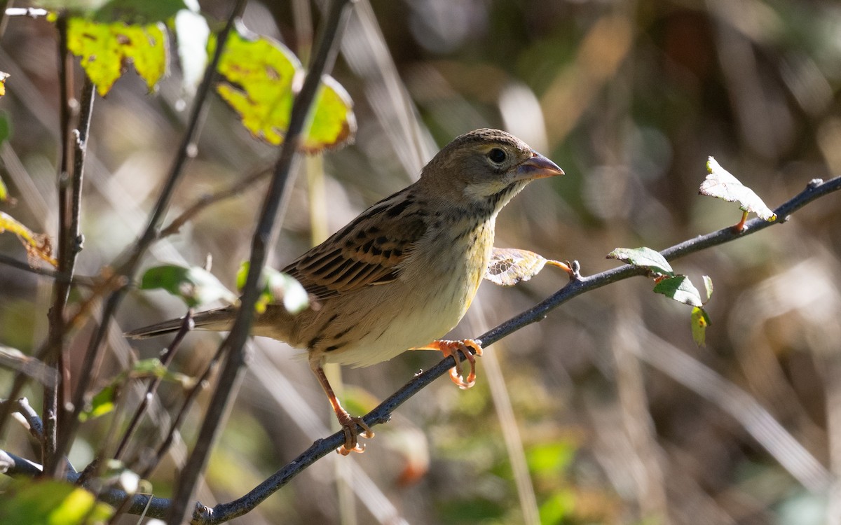 Dickcissel - ML644899983