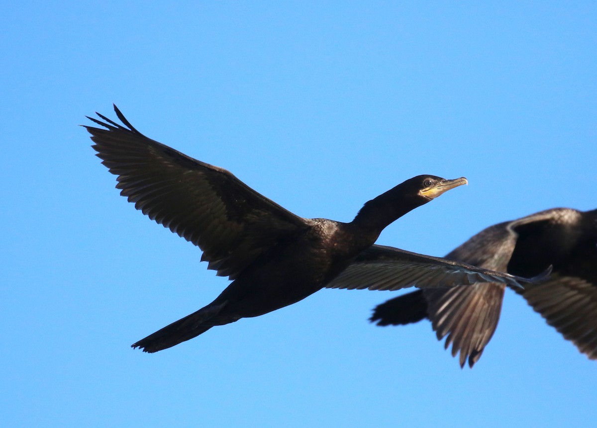 Neotropic Cormorant - ML644899989