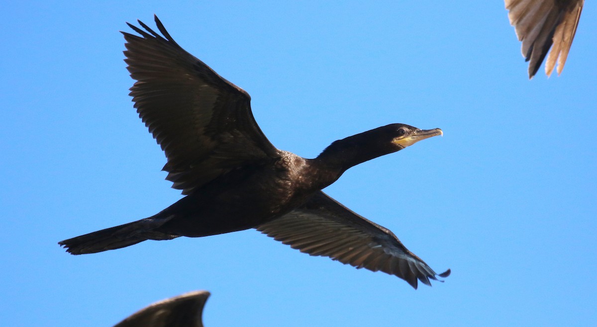 Neotropic Cormorant - ML644899990