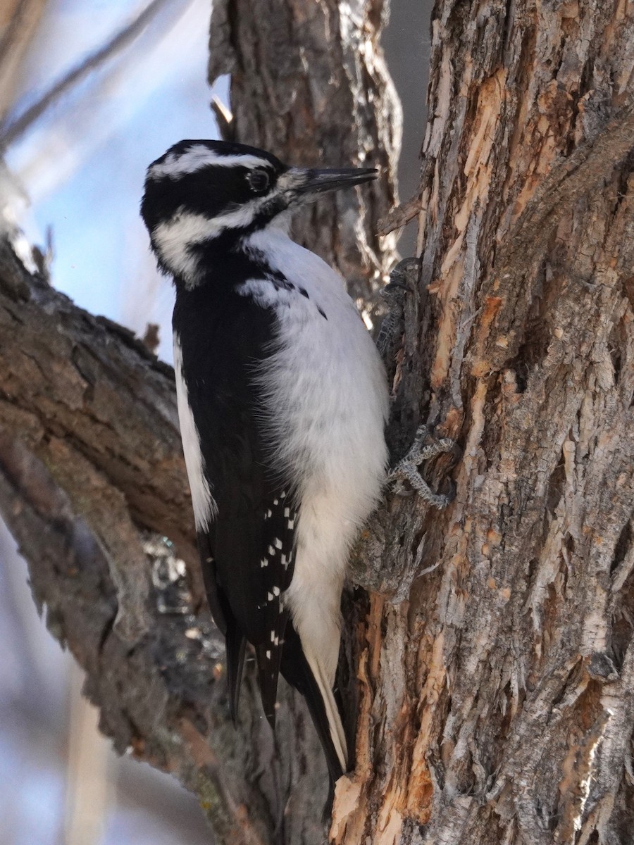 Pic chevelu - ML644899991