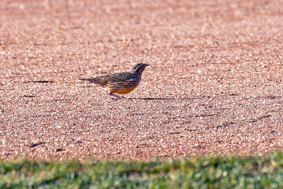 Eastern Meadowlark - ML644900027