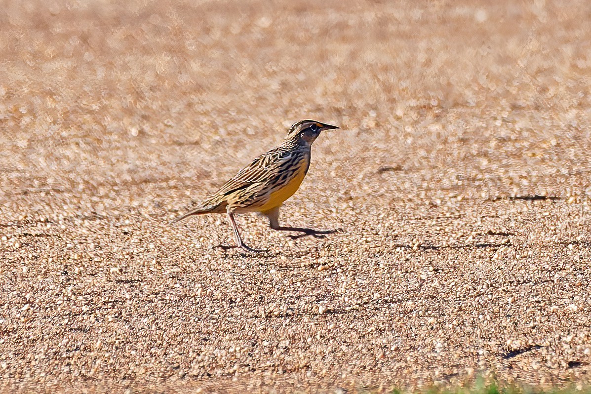 Eastern Meadowlark - ML644900028