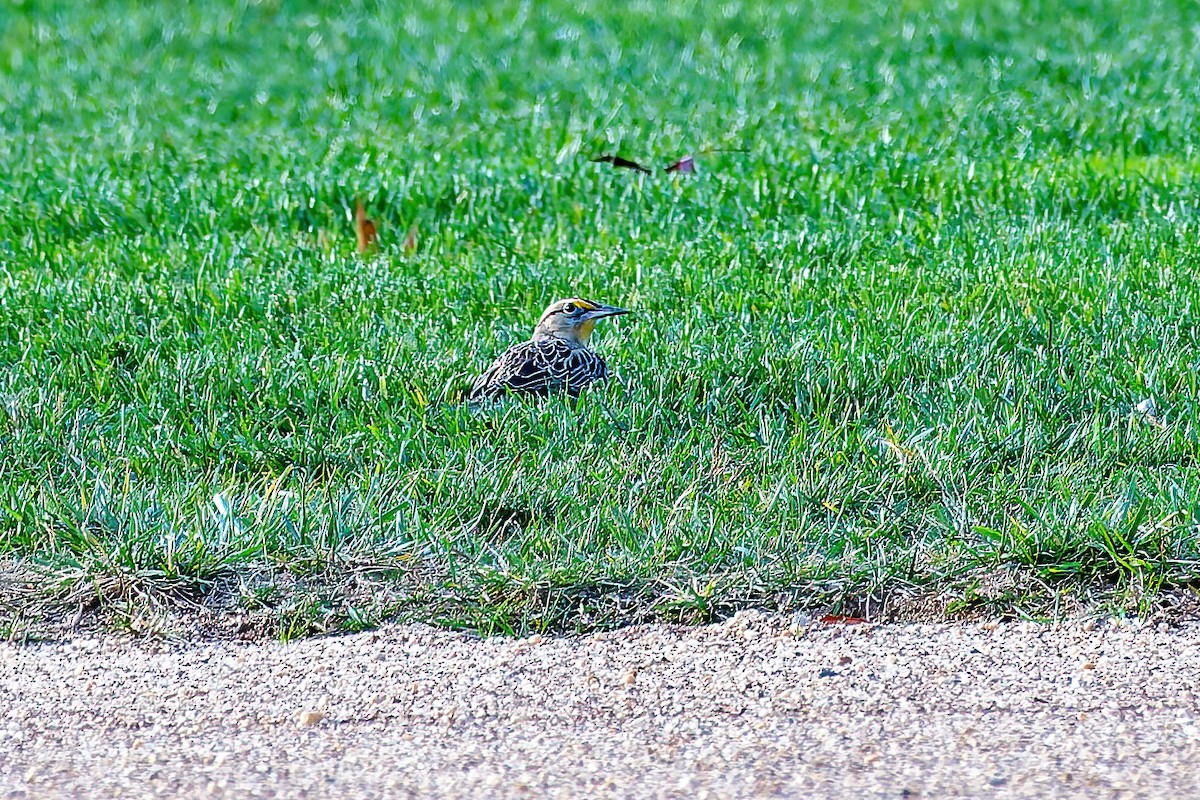 Eastern Meadowlark - ML644900029