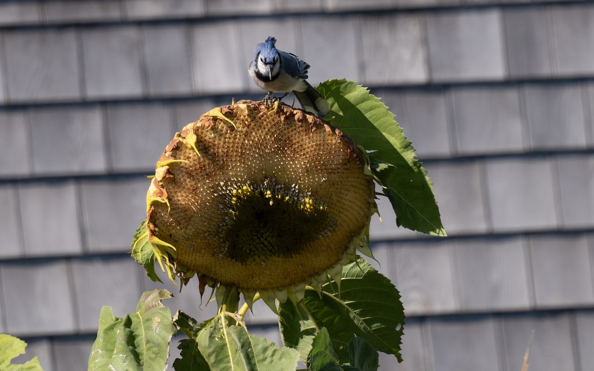 Blue Jay - ML644900032