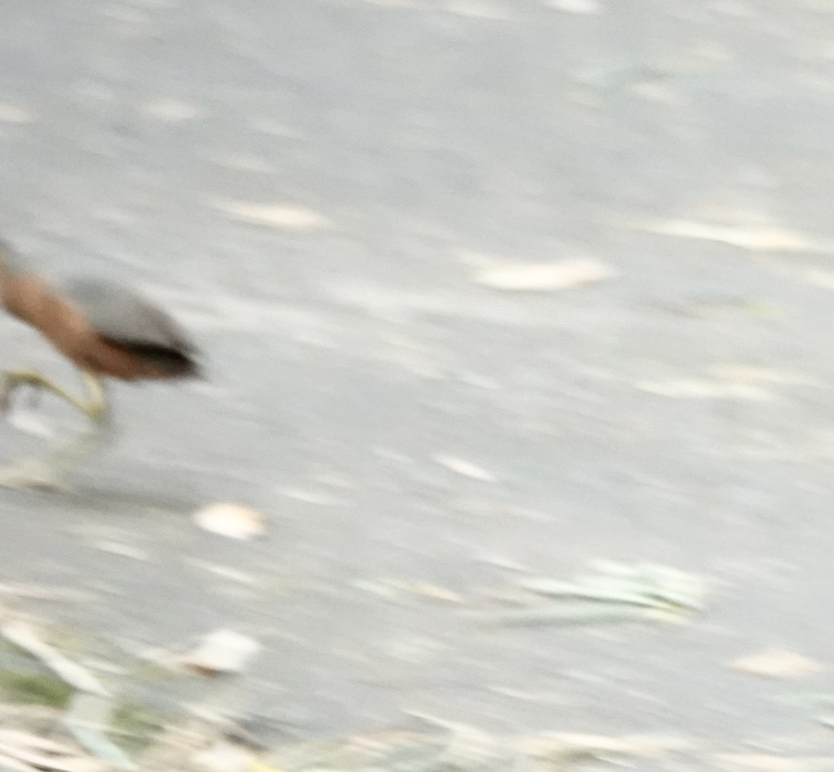 Isabelline Bush-hen - ML644900034