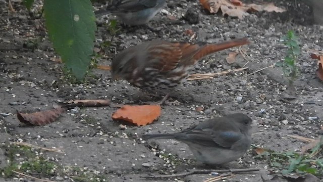 Tilki Renkli Serçe - ML644900039