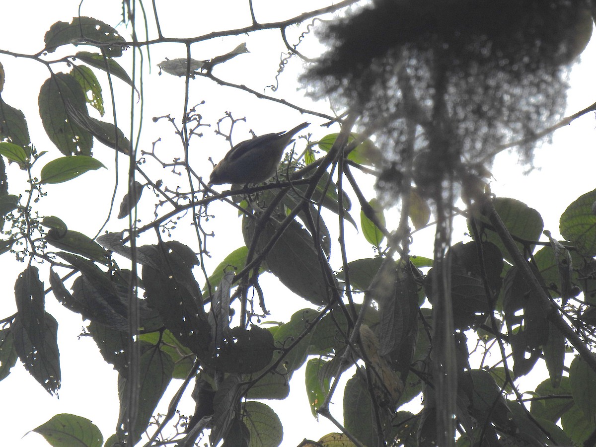 Metallic-green Tanager - ML644900042