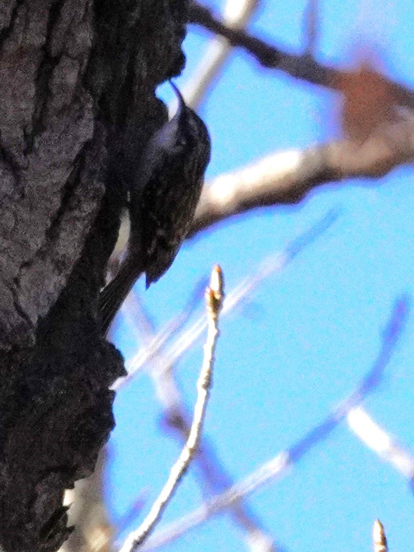 amerikatrekryper - ML644900056