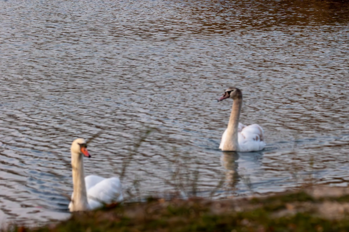 Mute Swan - ML644900078