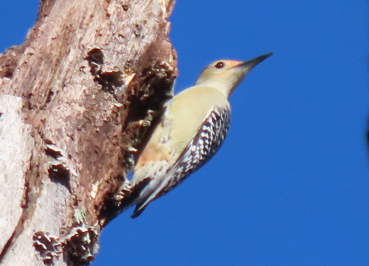 Carpintero de Carolina - ML644900082