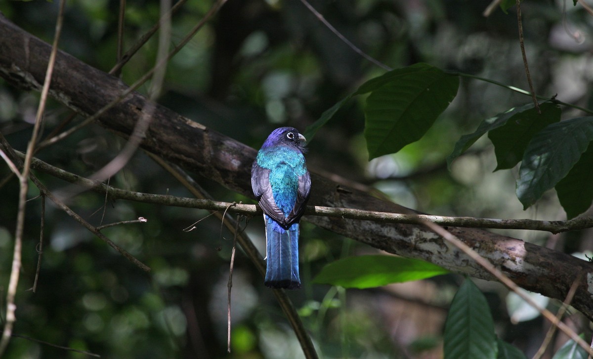 Guianan Violaceous Trogon - ML644900090