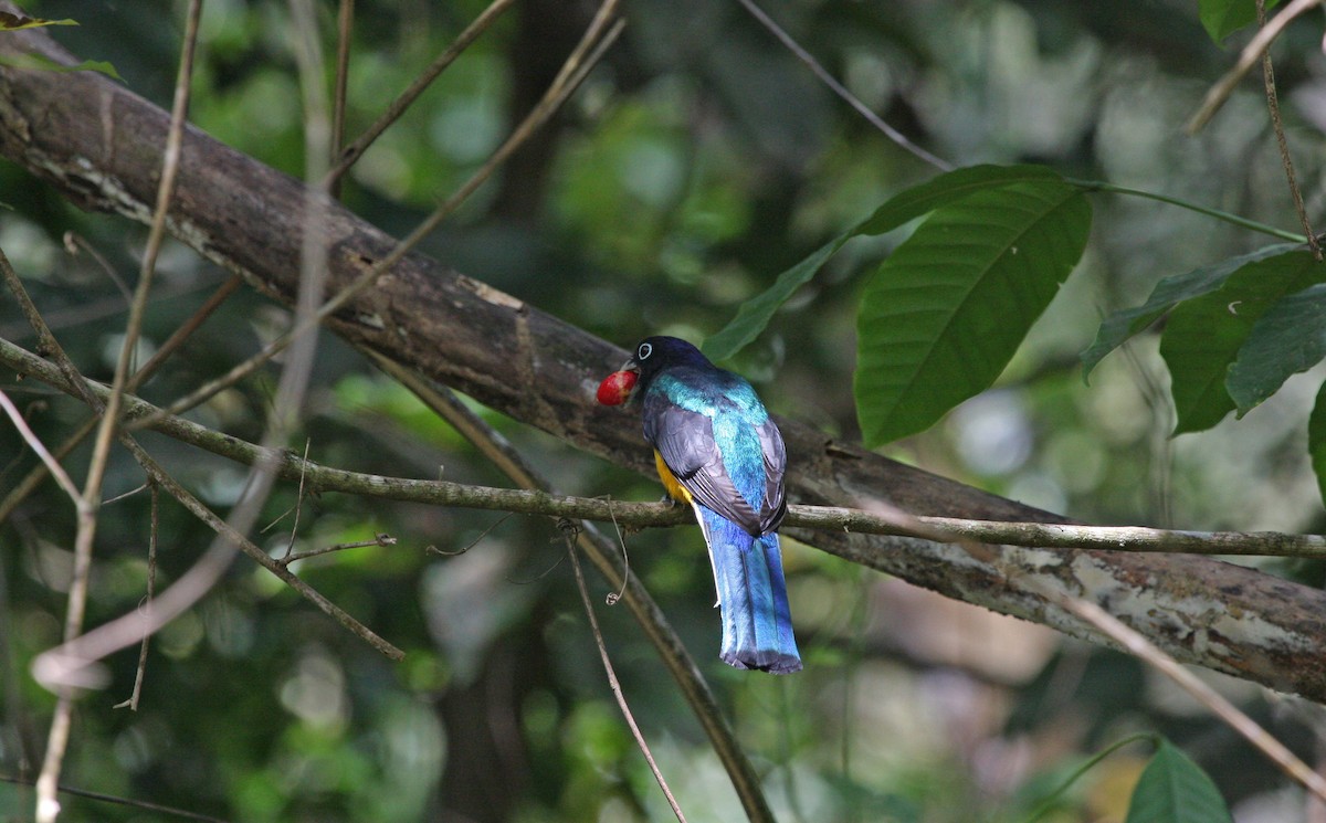Guianan Violaceous Trogon - ML644900091