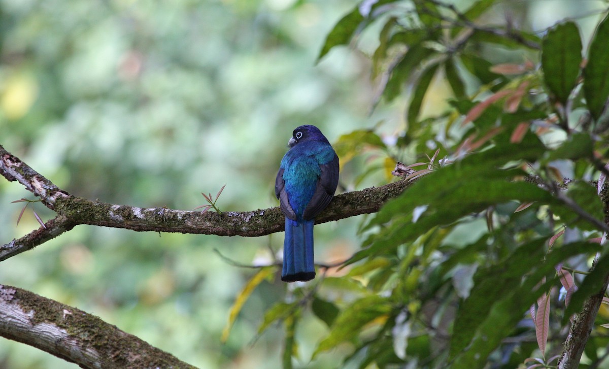 Guianan Violaceous Trogon - ML644900093