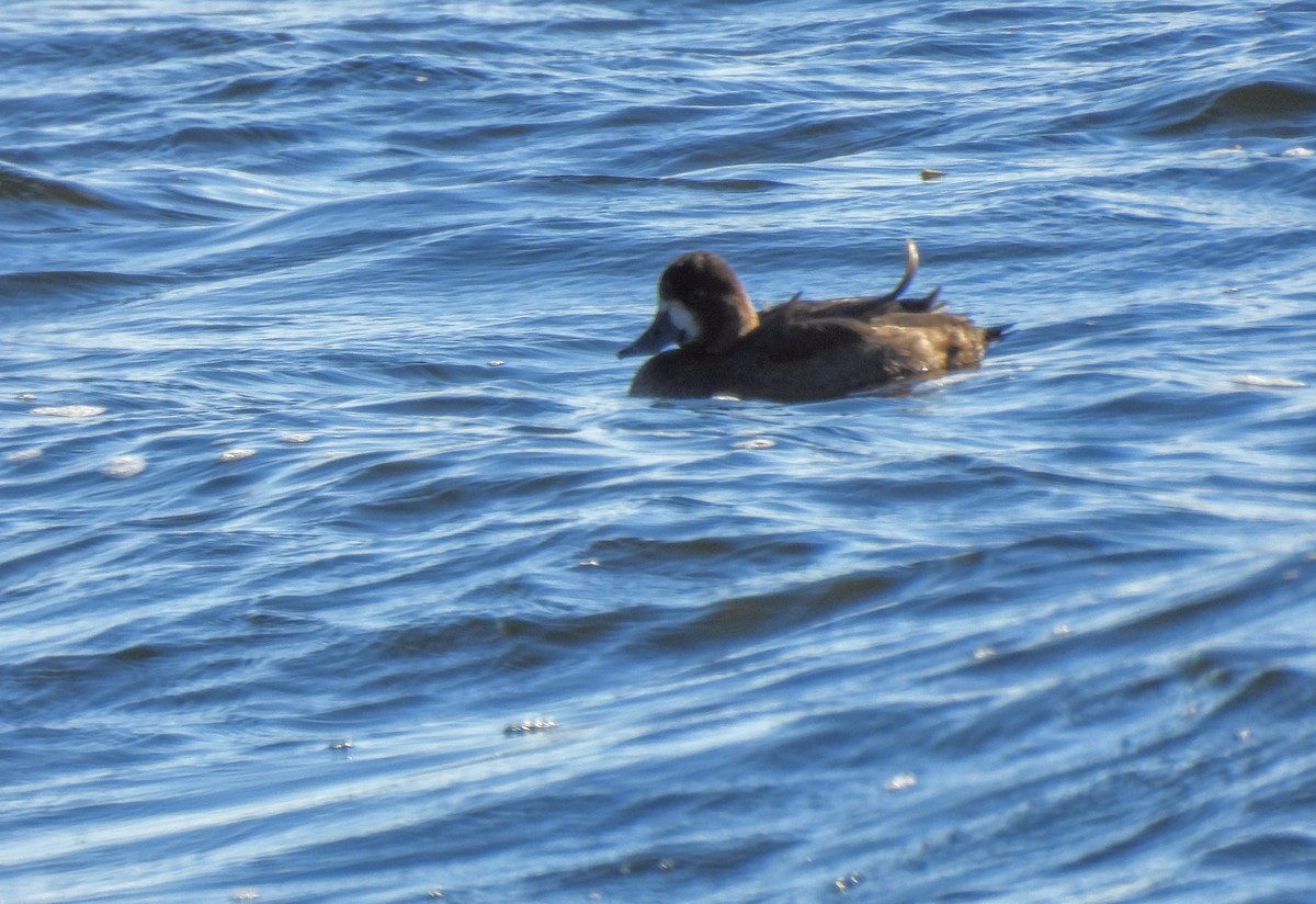 bergand - ML644900104