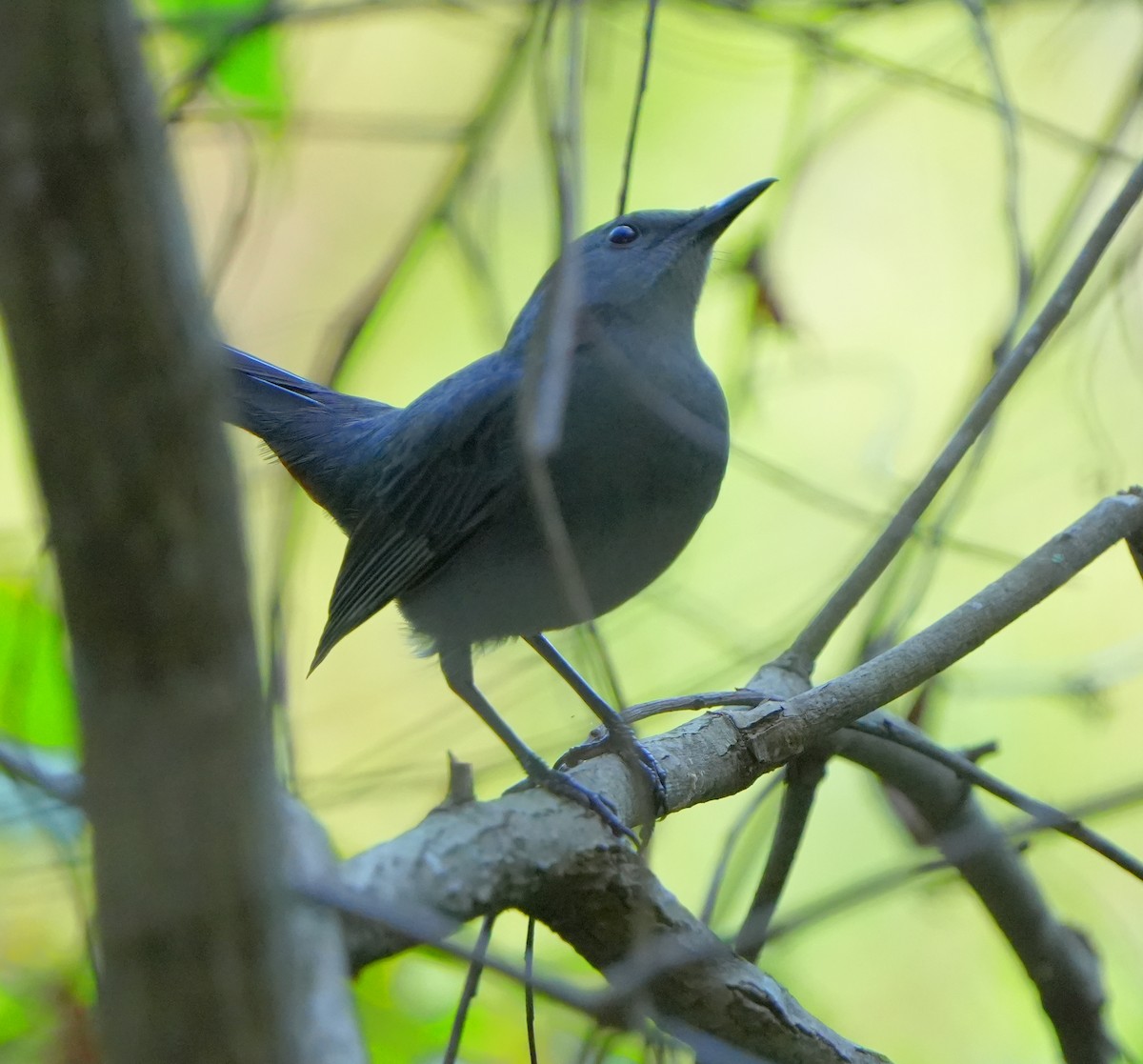 Пересмішник сірий - ML644900113