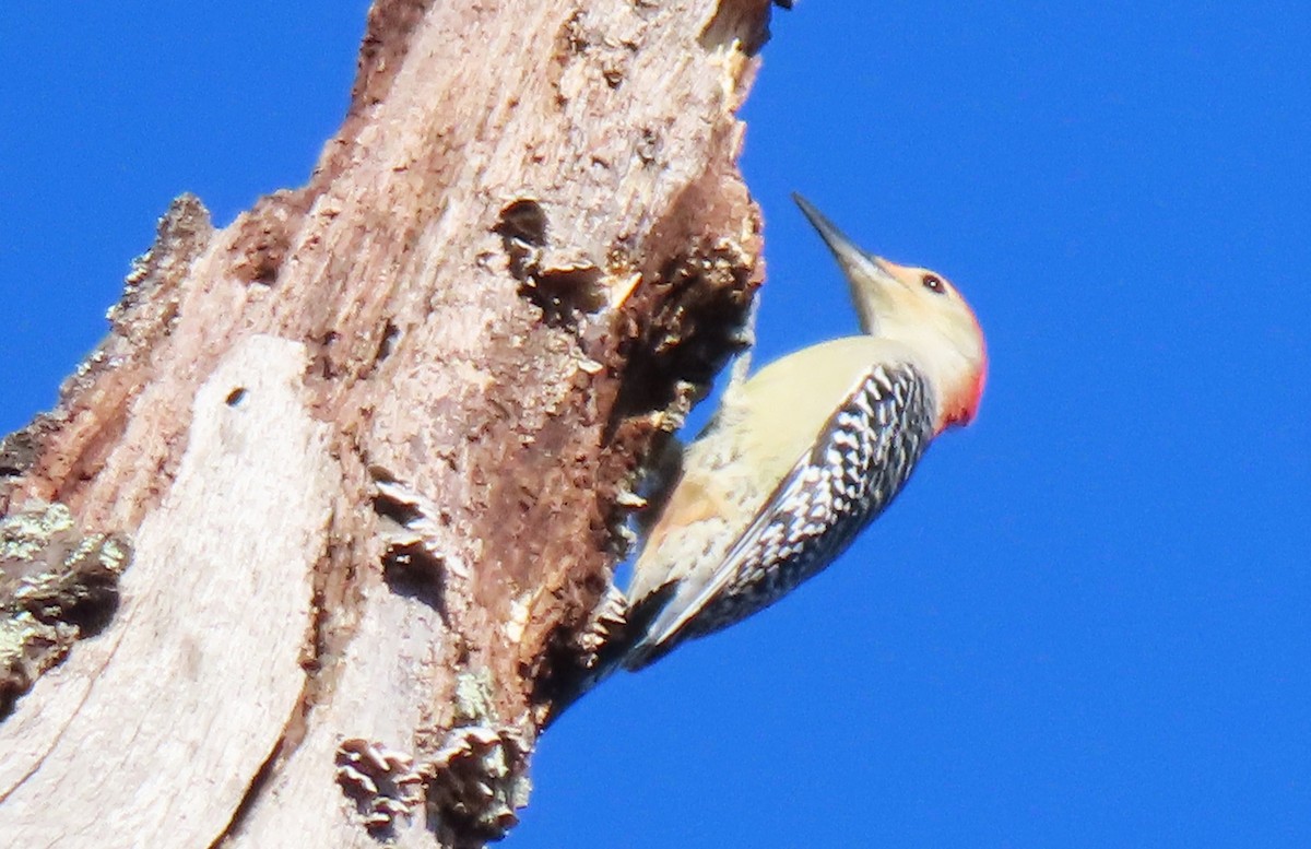 Carpintero de Carolina - ML644900114