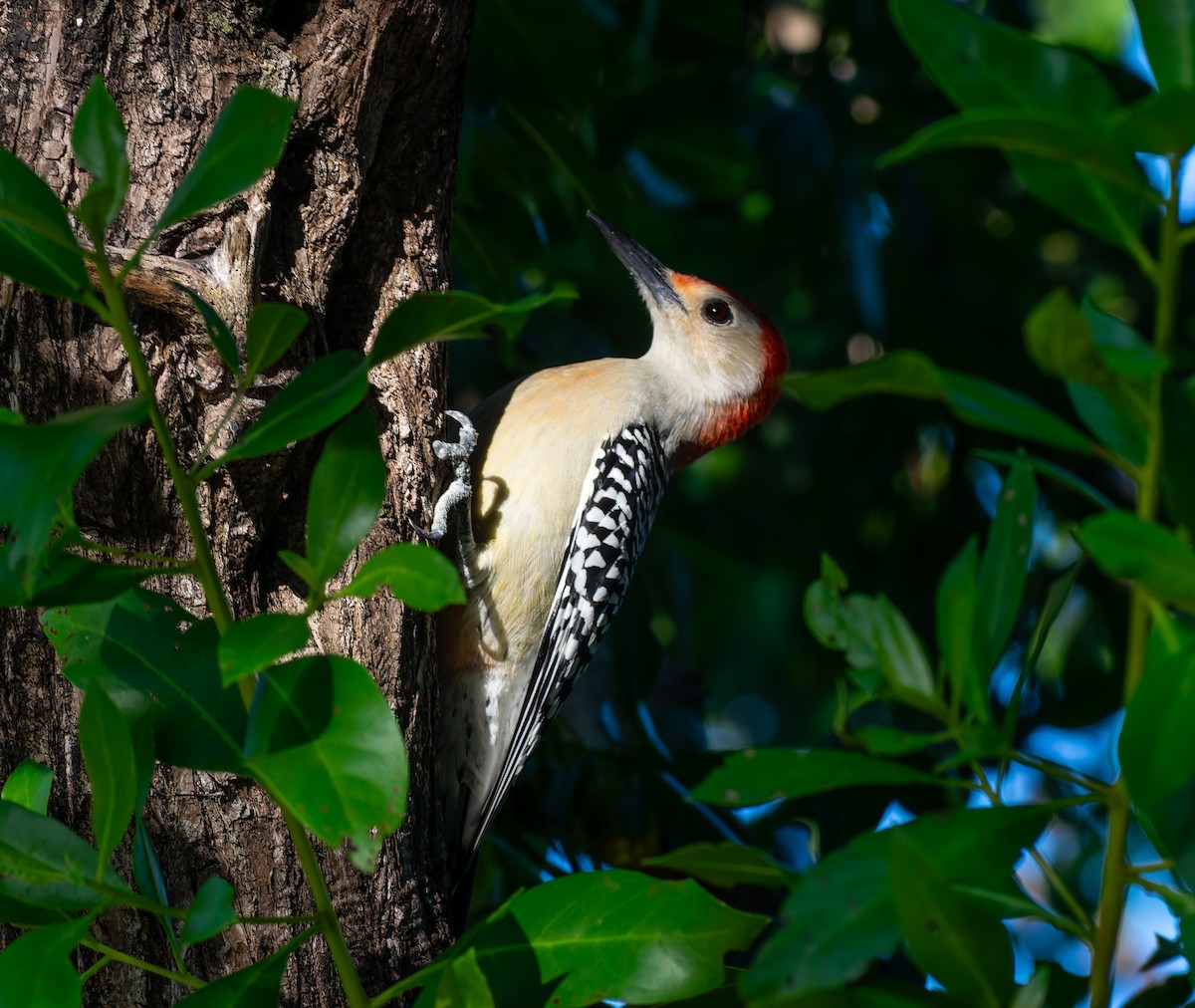 Red-bellied Woodpecker - ML644900123