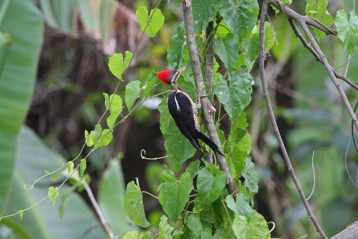 Lineated Woodpecker - ML644900128