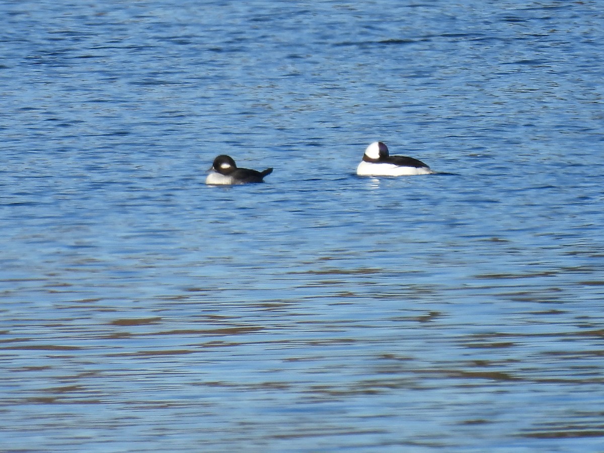 Bufflehead - ML644900133