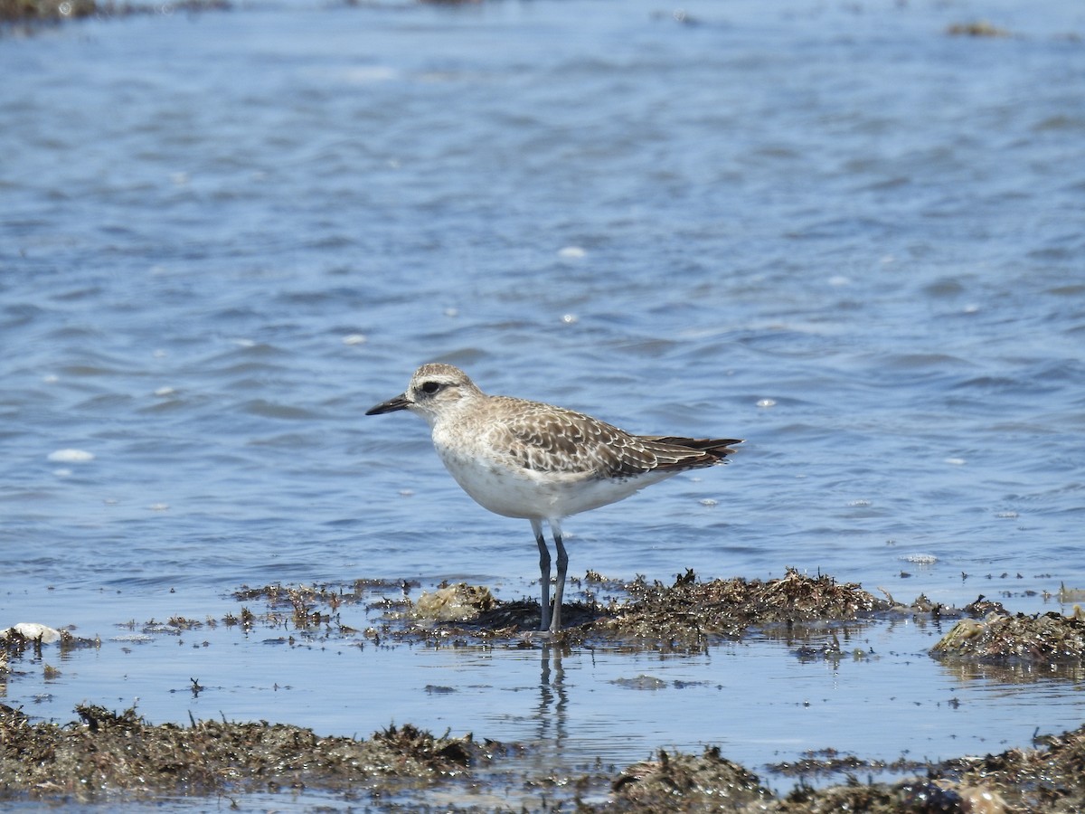 Black-bellied Plover - ML644900134