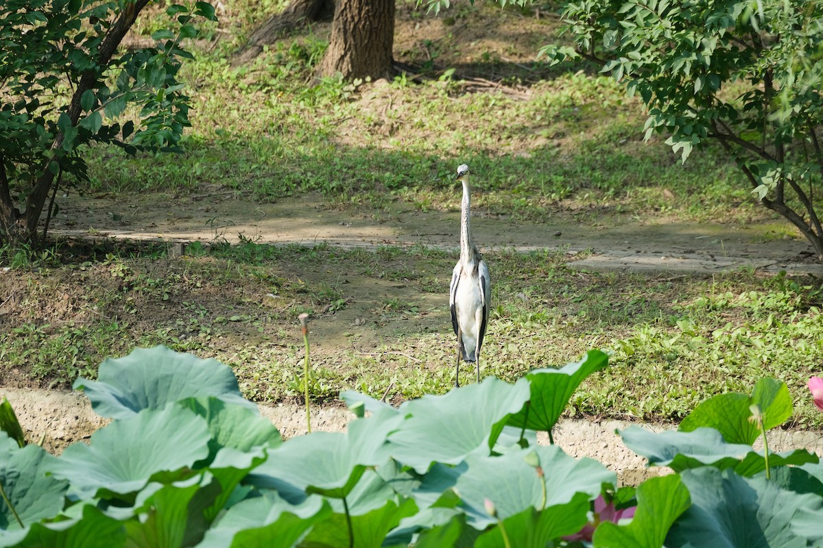 Gray Heron - ML644900135