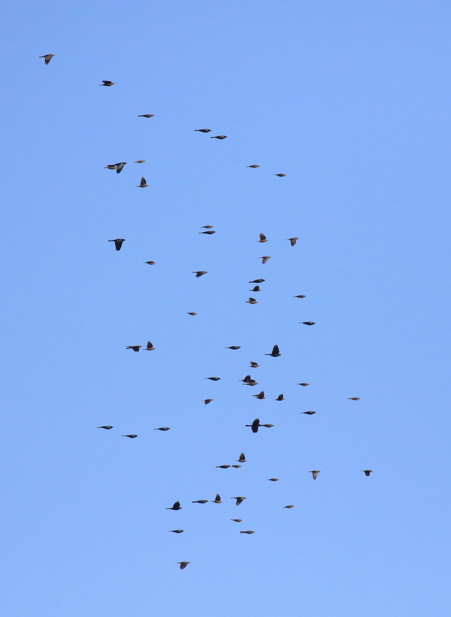 Brewer's Blackbird - ML644900136