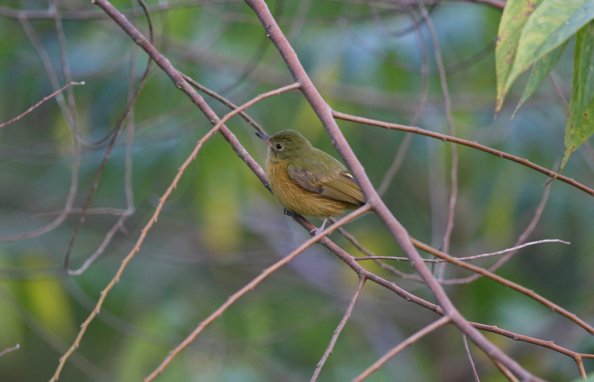 Ochre-bellied Flycatcher - ML644900137