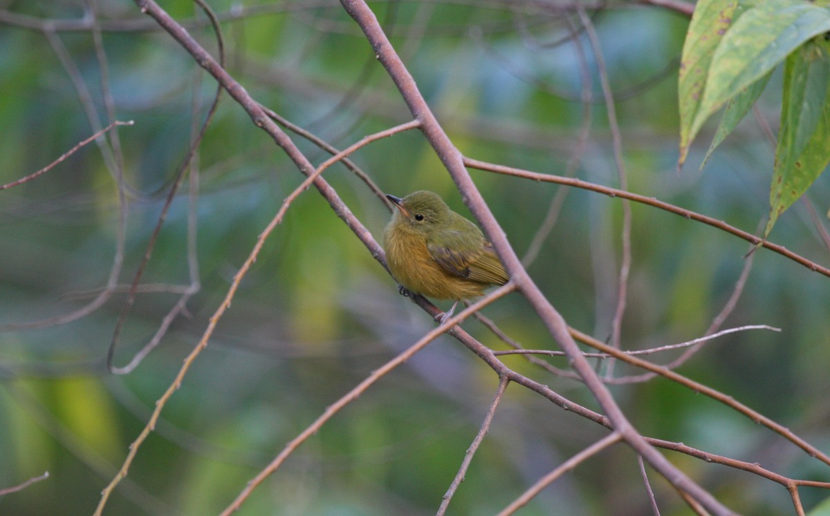 Ochre-bellied Flycatcher - ML644900138