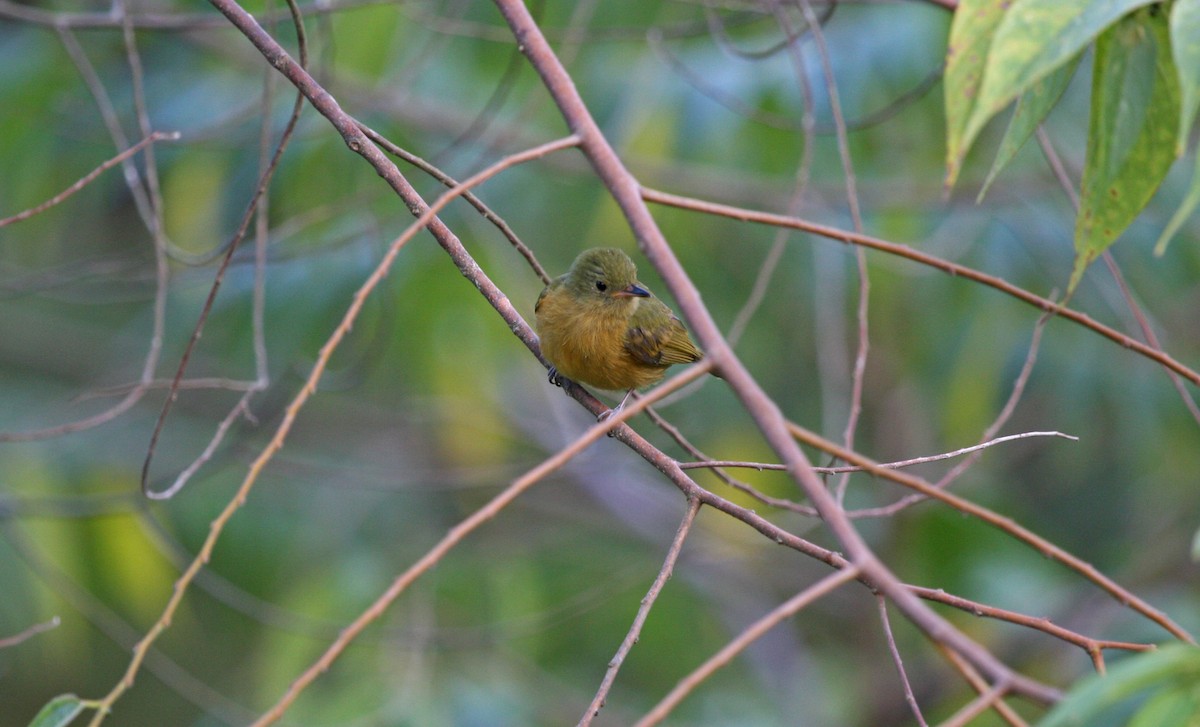 Ochre-bellied Flycatcher - ML644900139