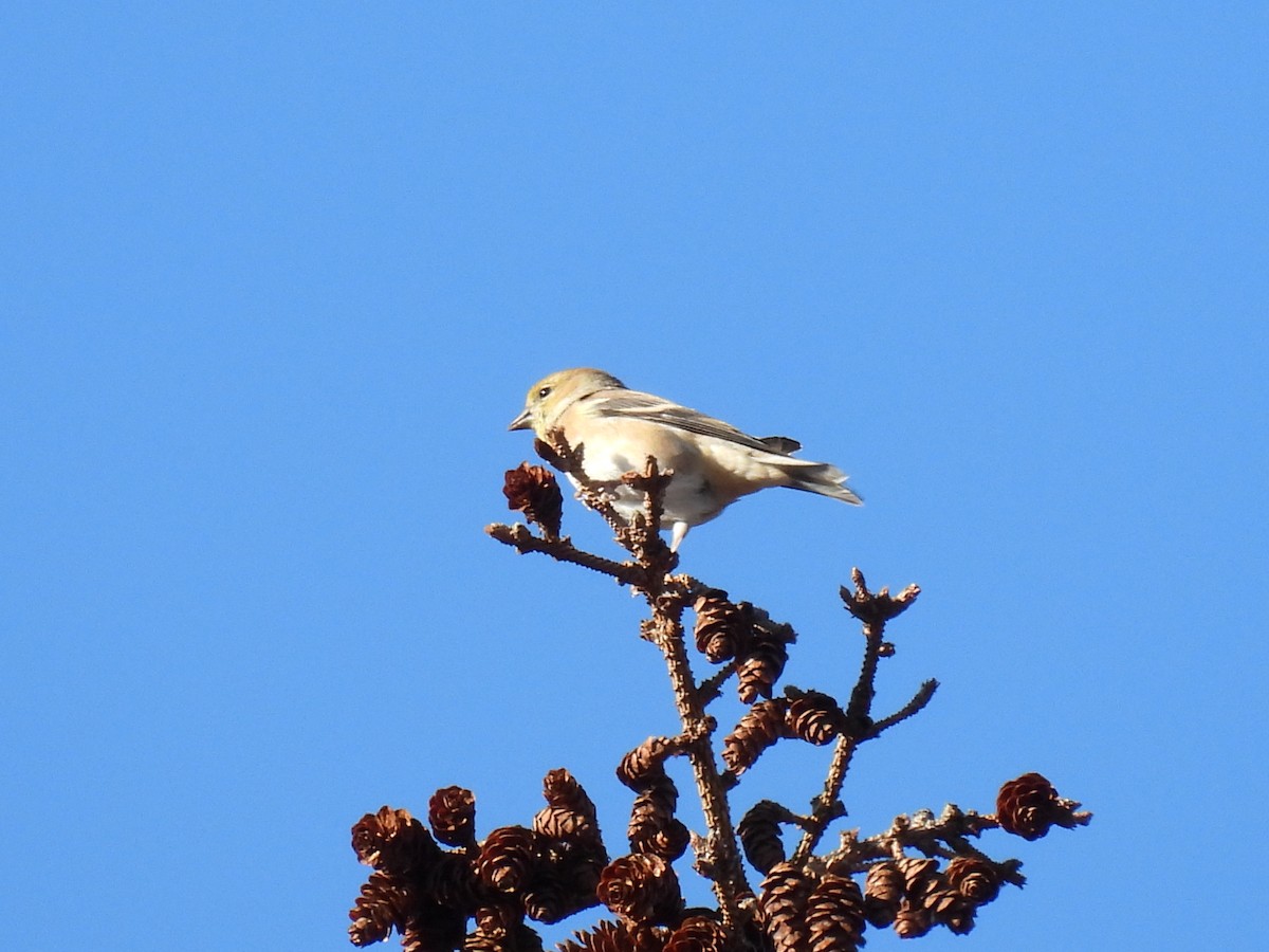 American Goldfinch - ML644900140