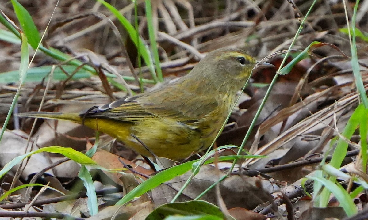 Palm Warbler - ML644900142
