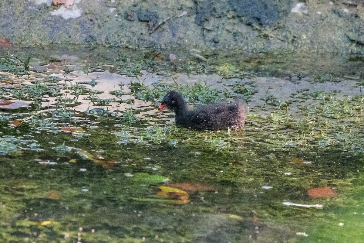 Eurasian Moorhen - ML644900143
