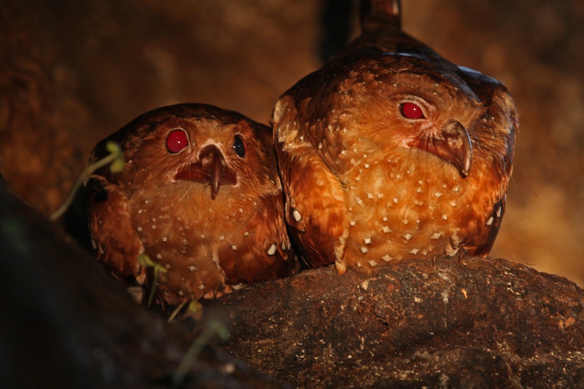 Oilbird - ML644900144