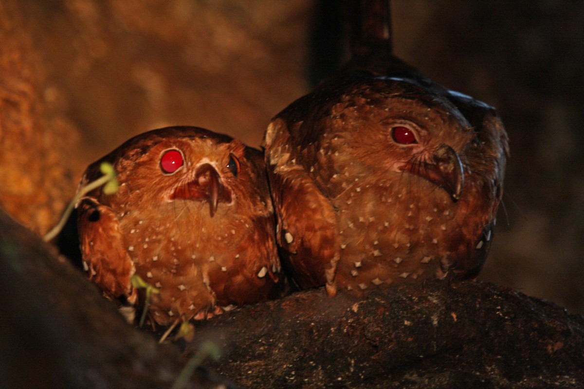 Oilbird - ML644900145