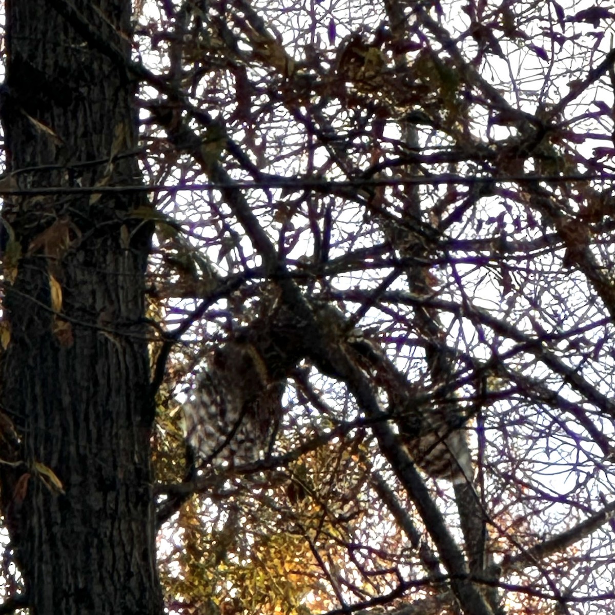 Barred Owl - ML644900146