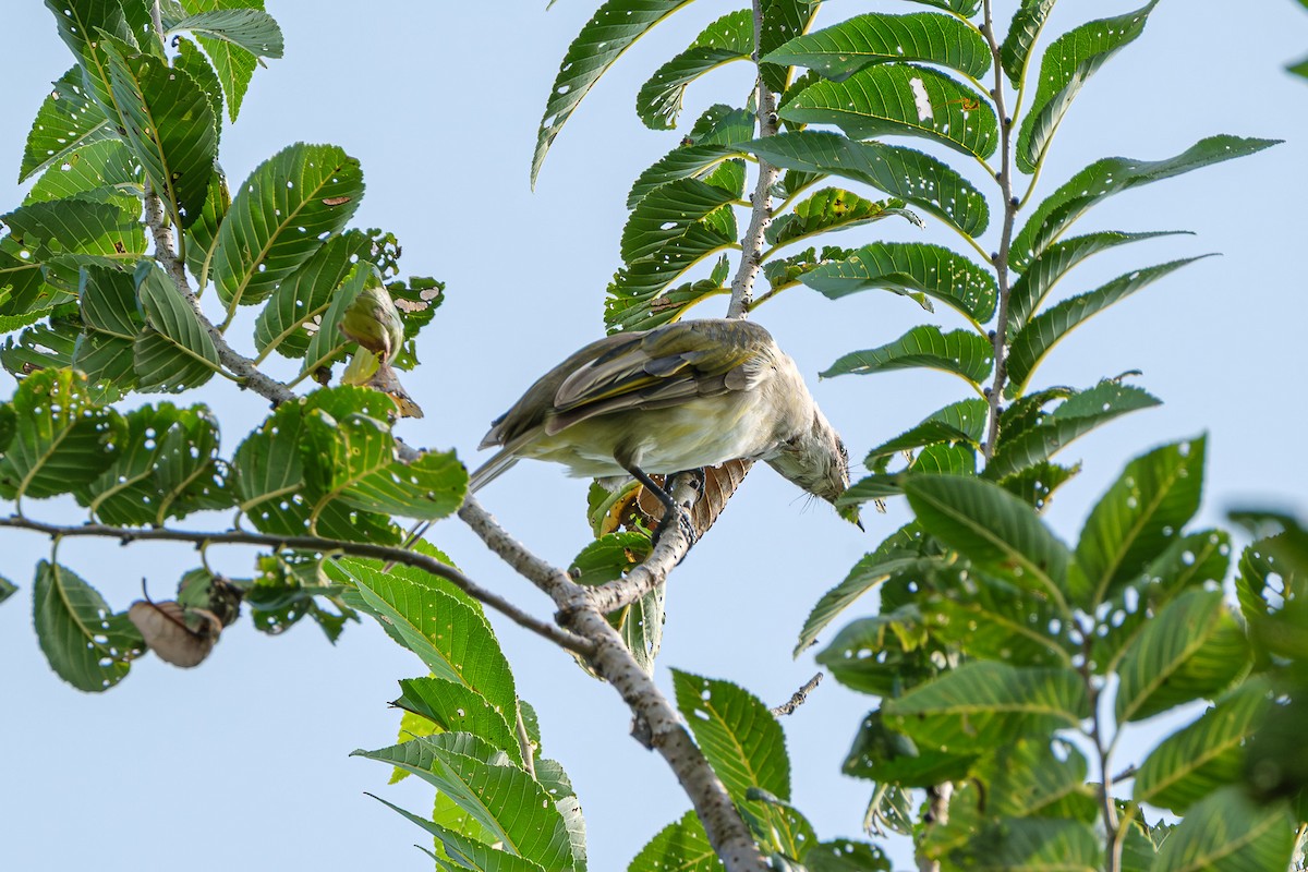 Light-vented Bulbul - ML644900147