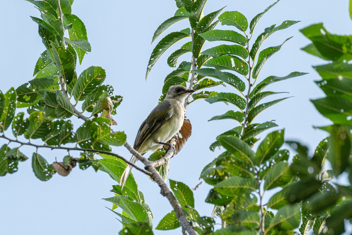 Light-vented Bulbul - ML644900148